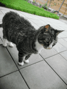 a gray and white cat standing on a tiled floor