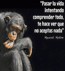 a chimpanzee with a quote from manuel muñoz