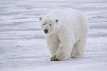 a polar bear walking across a snowy surface