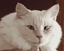 a white cat with blue eyes looking at the camera