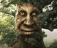 a tree with a face carved into it looks like a man .