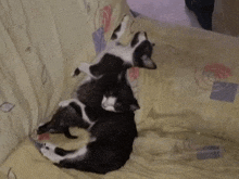 two black and white cats are sleeping on a couch together .