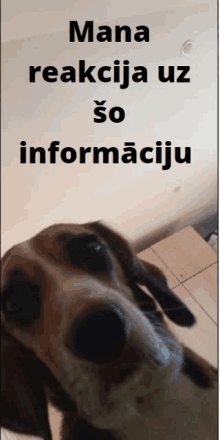 a picture of a dog with the words mana reakcija uz so informāciju