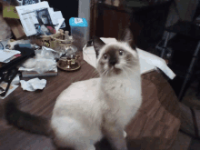 a cat sitting on a table with a sign that says ' kitty litter ' on it