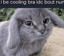 a picture of a cat with a caption that says i be cooling bra