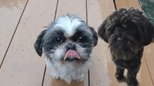 two small dogs are sitting on a wooden deck one of which is licking its nose