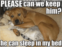 a dog laying on top of a cat with the caption " please can we keep him ? he can sleep in my bed "