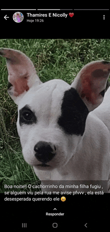 a picture of a black and white dog with the name thamires e nicolly on it