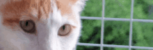 a close up of a cat 's face looking through a wire fence