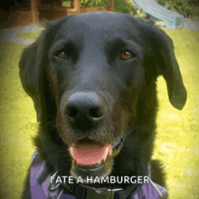 a close up of a black dog with the words i ate a hamburger above it