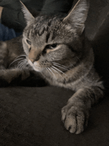 a close up of a cat laying on a couch looking at the camera