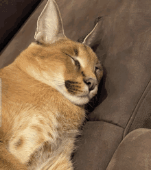 a cat sleeping on a brown couch with its eyes closed