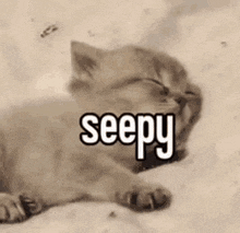 a kitten is sleeping on a bed with the words `` seepy '' written on it .