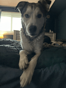 a husky dog laying on a bed with its paws crossed and looking at the camera