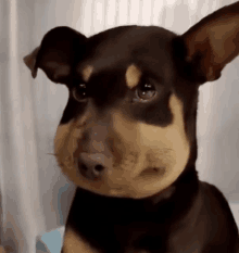 a brown and black dog with a beehive on its face looks at the camera .