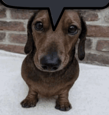 a dachshund is looking at the camera with a speech bubble above its head