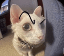 a white cat with a black arrow drawn on its forehead