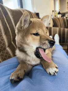 a brown and white dog laying on a couch with its tongue hanging out