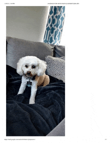 a small white dog laying on a black blanket with the date 1/29/21 at the top