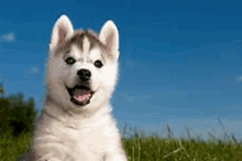 a husky puppy is sitting in the grass with its tongue out and looking at the camera .