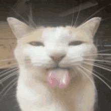 a close up of a cat sticking out its tongue .