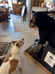 a dog looking at a stuffed bear with a sign saying do not feed the bear