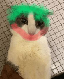 a black and white cat with green and pink paint on its face looks at the camera