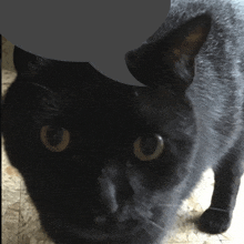 a close up of a black cat 's face with a speech bubble in the background