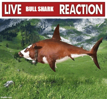 a bull shark with a bell around its neck is swimming in a grassy field