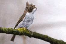 a bird with a cat head is perched on a branch