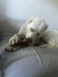 a white dog is chewing on a red toy