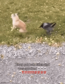 a picture of a dog and a bird with the caption " zawg got butt bitten and was spooky "