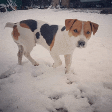 a brown and white dog standing in a snowy field