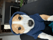 a small brown and white dog wearing a blue hoodie