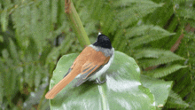 a small bird perched on a leaf with ferns in the background