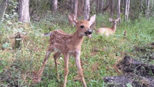 a baby deer standing in a grassy field with two adults behind it