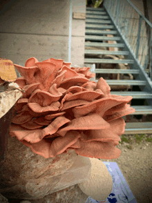 a large pink mushroom is growing in front of a staircase