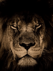 a close up of a lion 's face with its eyes closed in the dark .