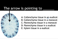 the arrow is pointing to collenchyma tissue in an eudicot and collenchyma tissue in a monocot