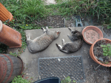 two cats are laying on the ground next to a potted plant