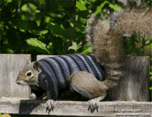 a squirrel wearing a sweater is standing on a wooden fence .