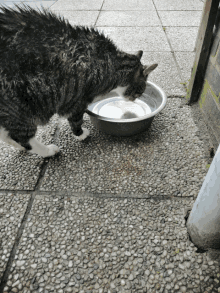 a cat is drinking water from a metal bowl on the ground