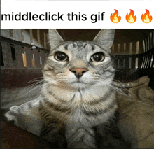 a picture of a cat with the words middleclick this gif above it