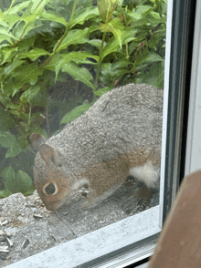 a squirrel is looking out of a window and eating seeds