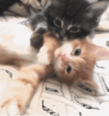 two kittens are laying on top of each other on a blanket .