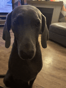 a close up of a dog 's face with a couch in the background