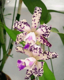 a close up of a purple and white flower with black spots