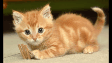 a small orange kitten playing with clothespins on the floor