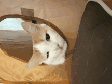 a brown and white cat looking out of a hole