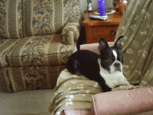 a black and white dog is laying on a chair